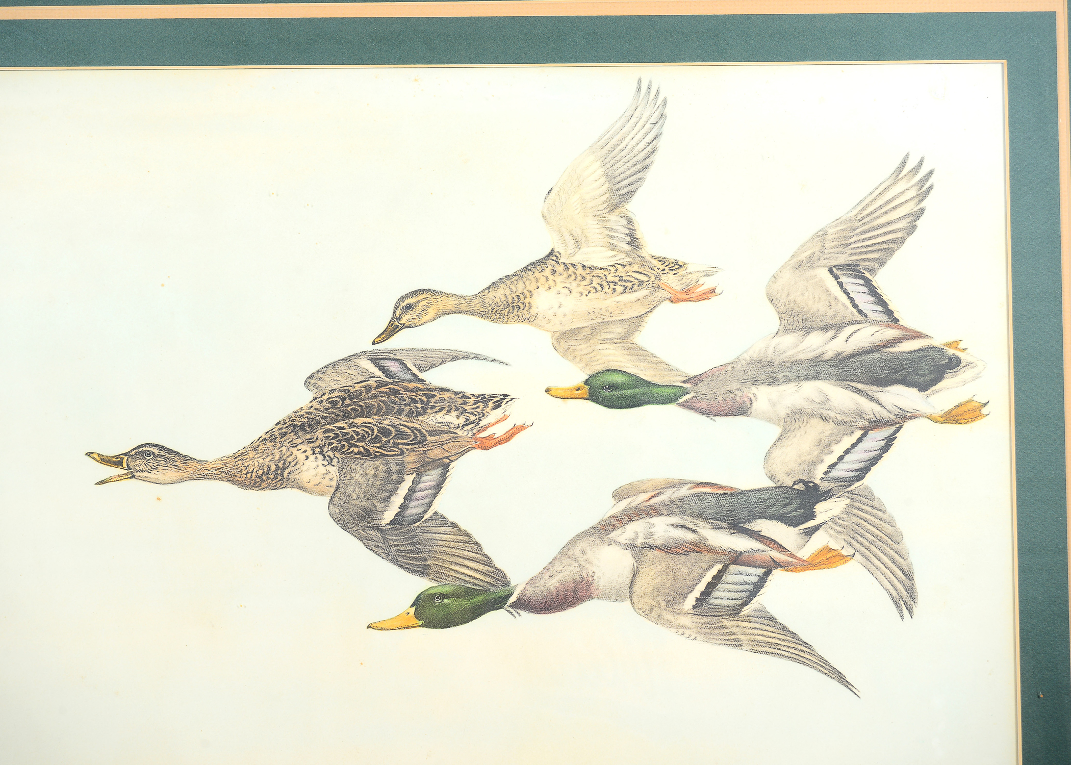 Signed Mallard Duck Drawing