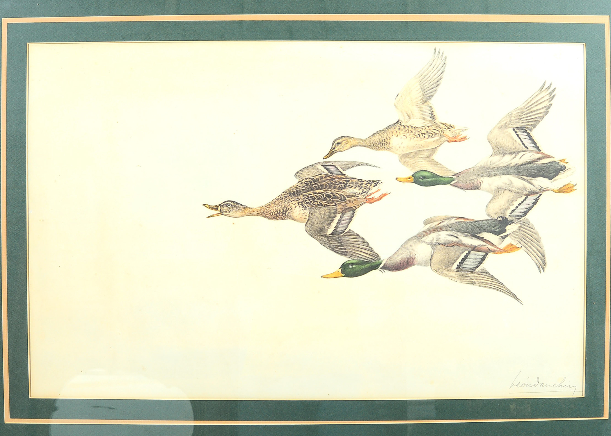 Signed Mallard Duck Drawing