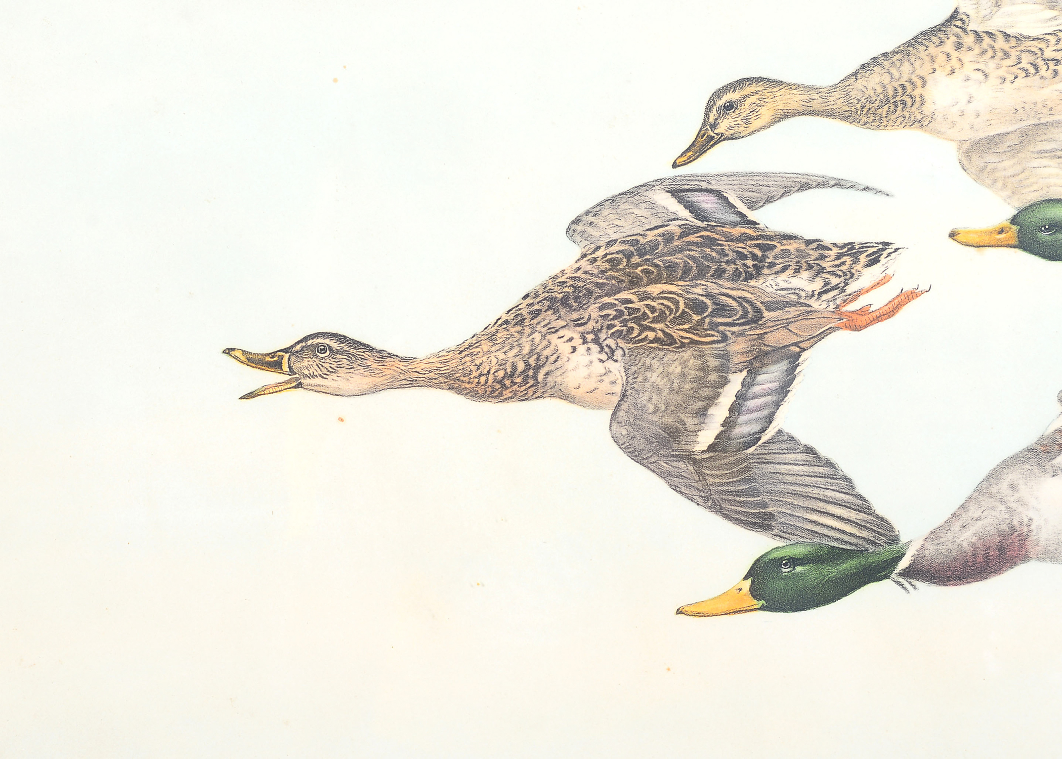Signed Mallard Duck Drawing
