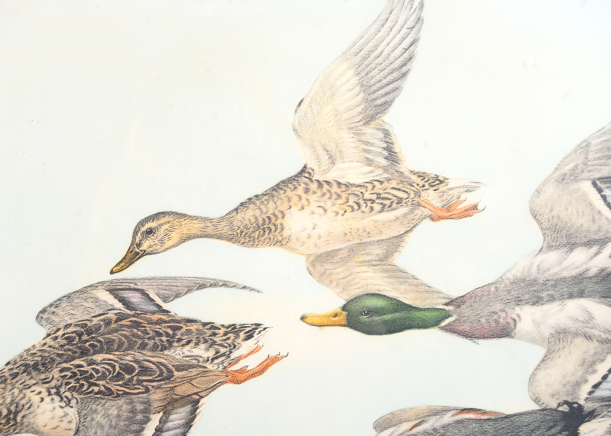 Signed Mallard Duck Drawing