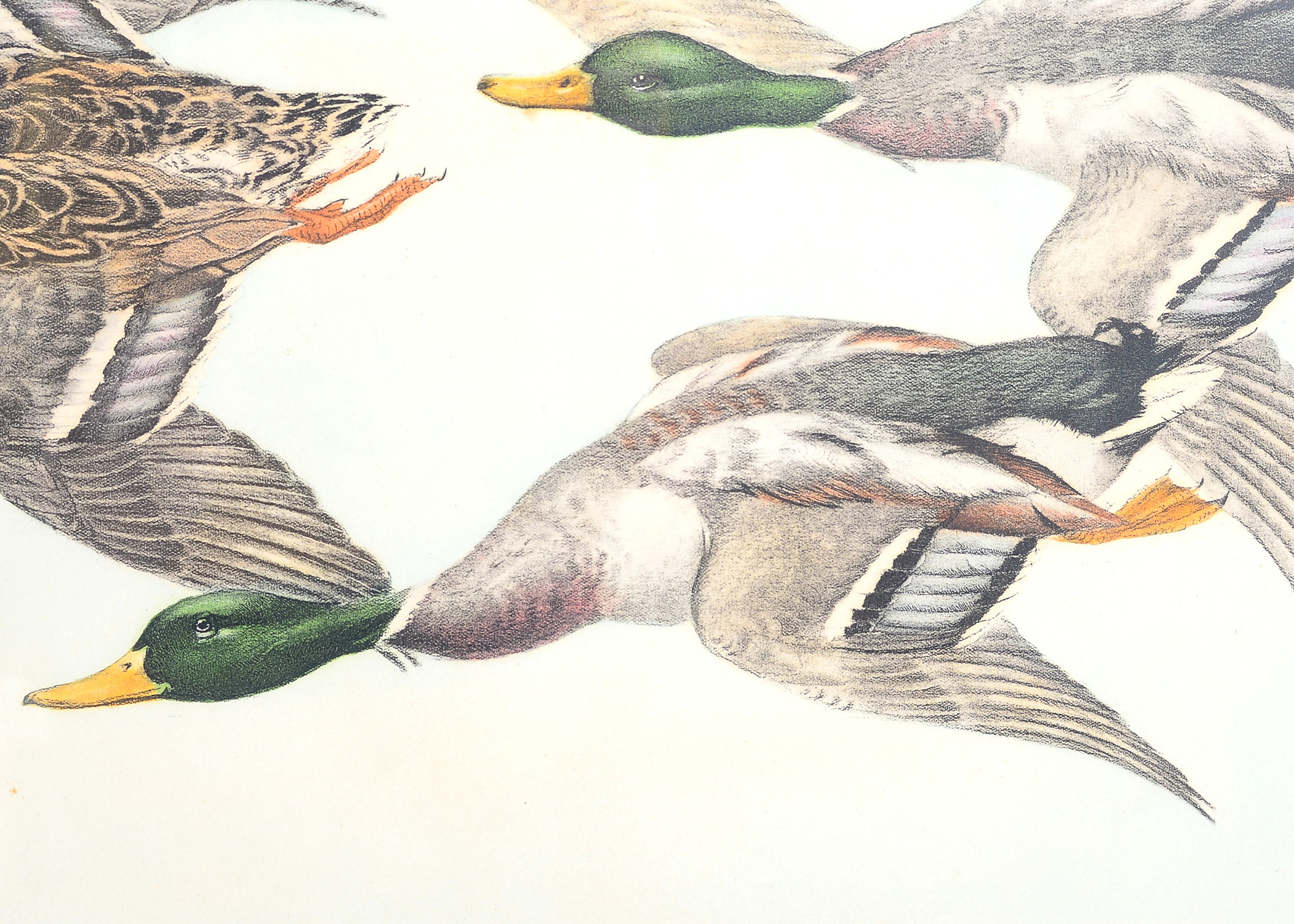 Signed Mallard Duck Drawing
