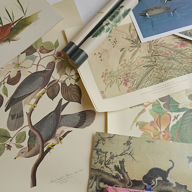 Audubon Prints, Nature Prints