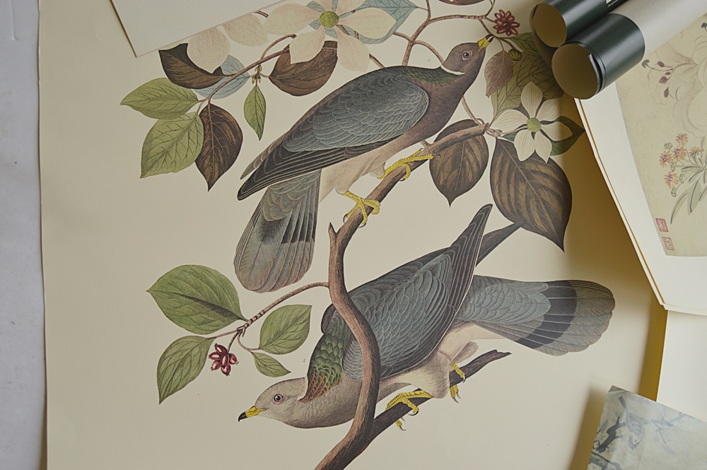 Audubon Prints, Nature Prints