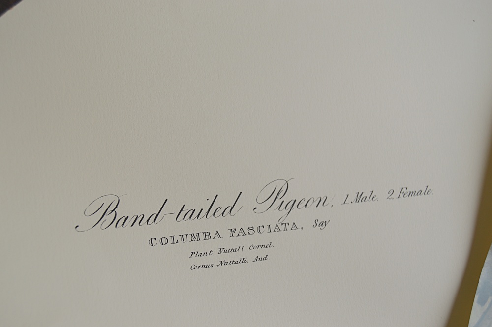 Audubon Prints, Nature Prints