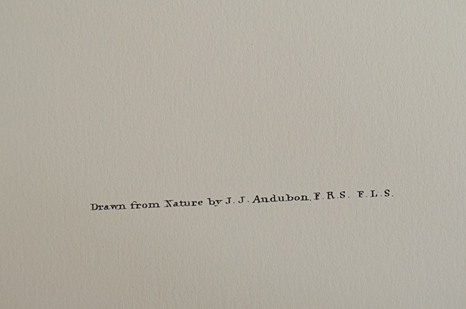 Audubon Prints, Nature Prints