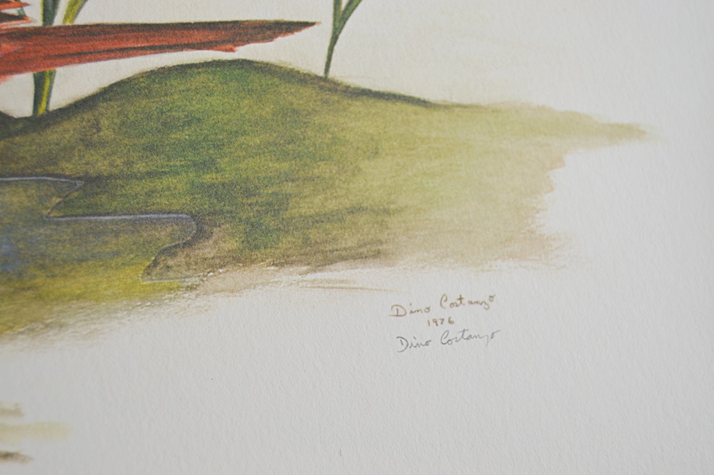 Audubon Prints, Nature Prints