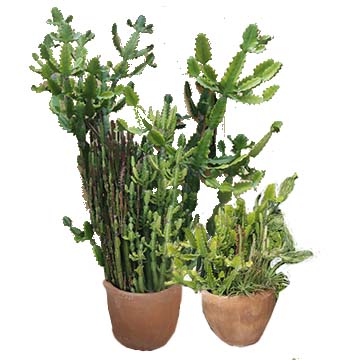 Duo of Live Potted Cactus