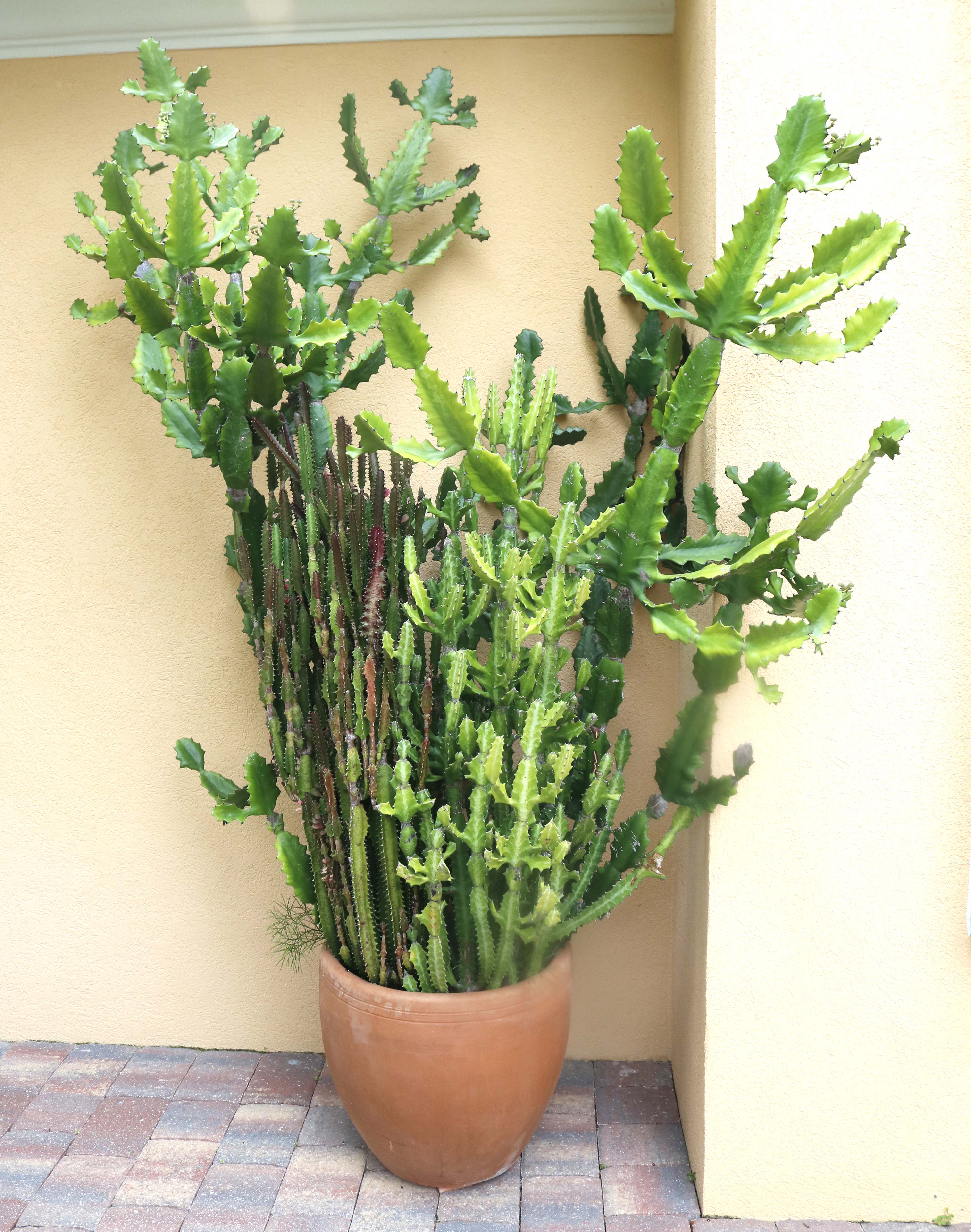 Duo of Live Potted Cactus