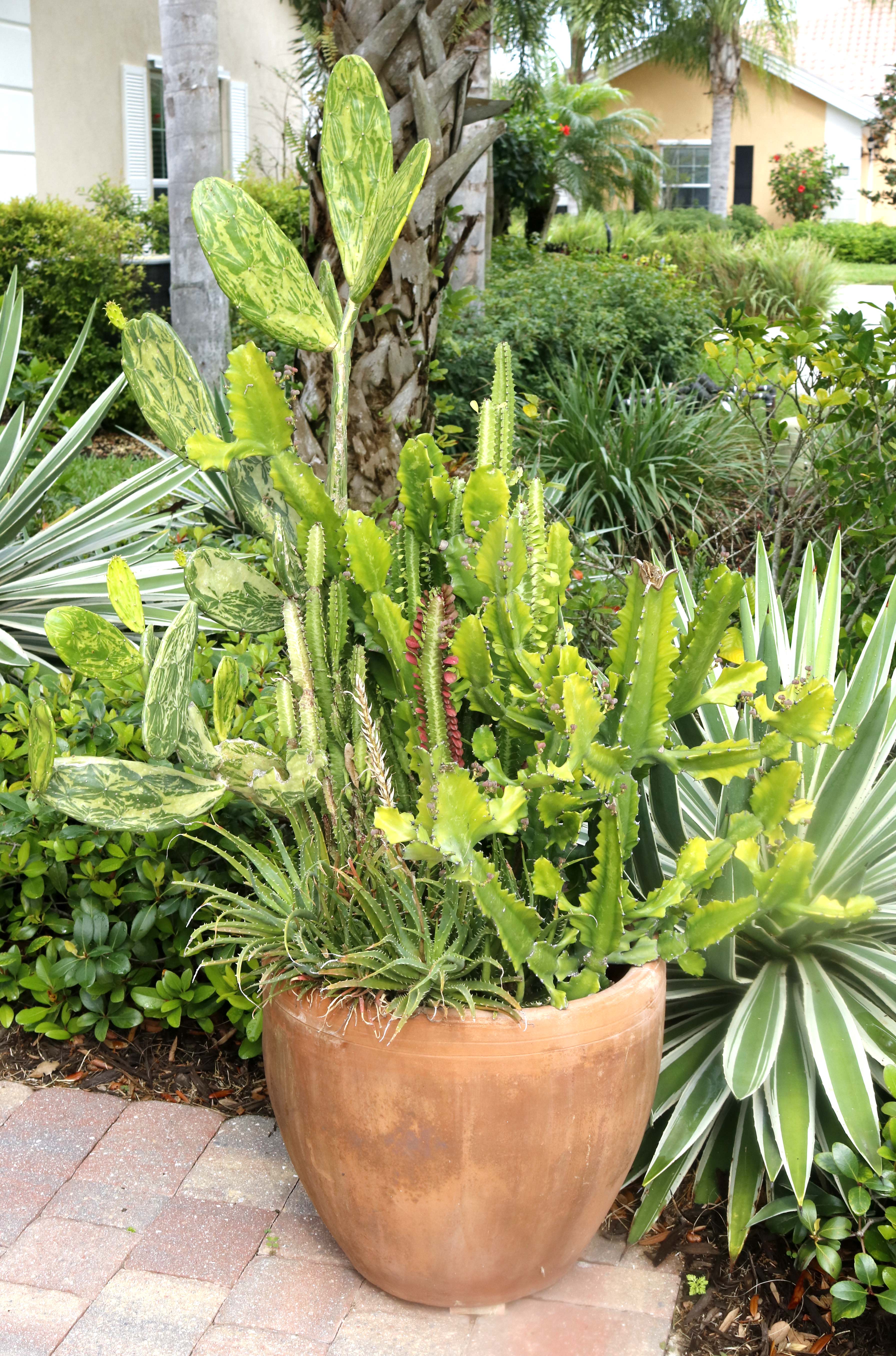 Duo of Live Potted Cactus