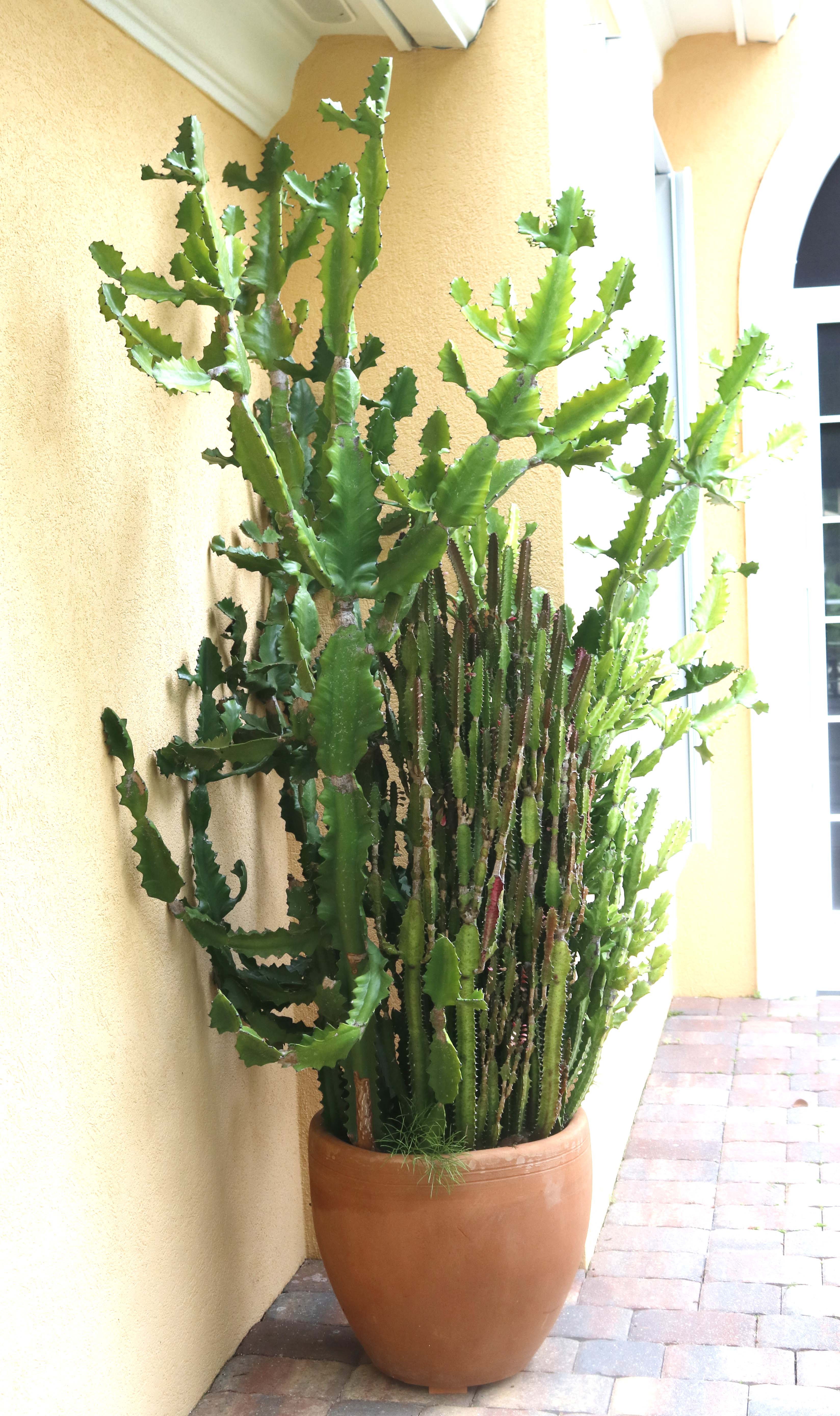 Duo of Live Potted Cactus