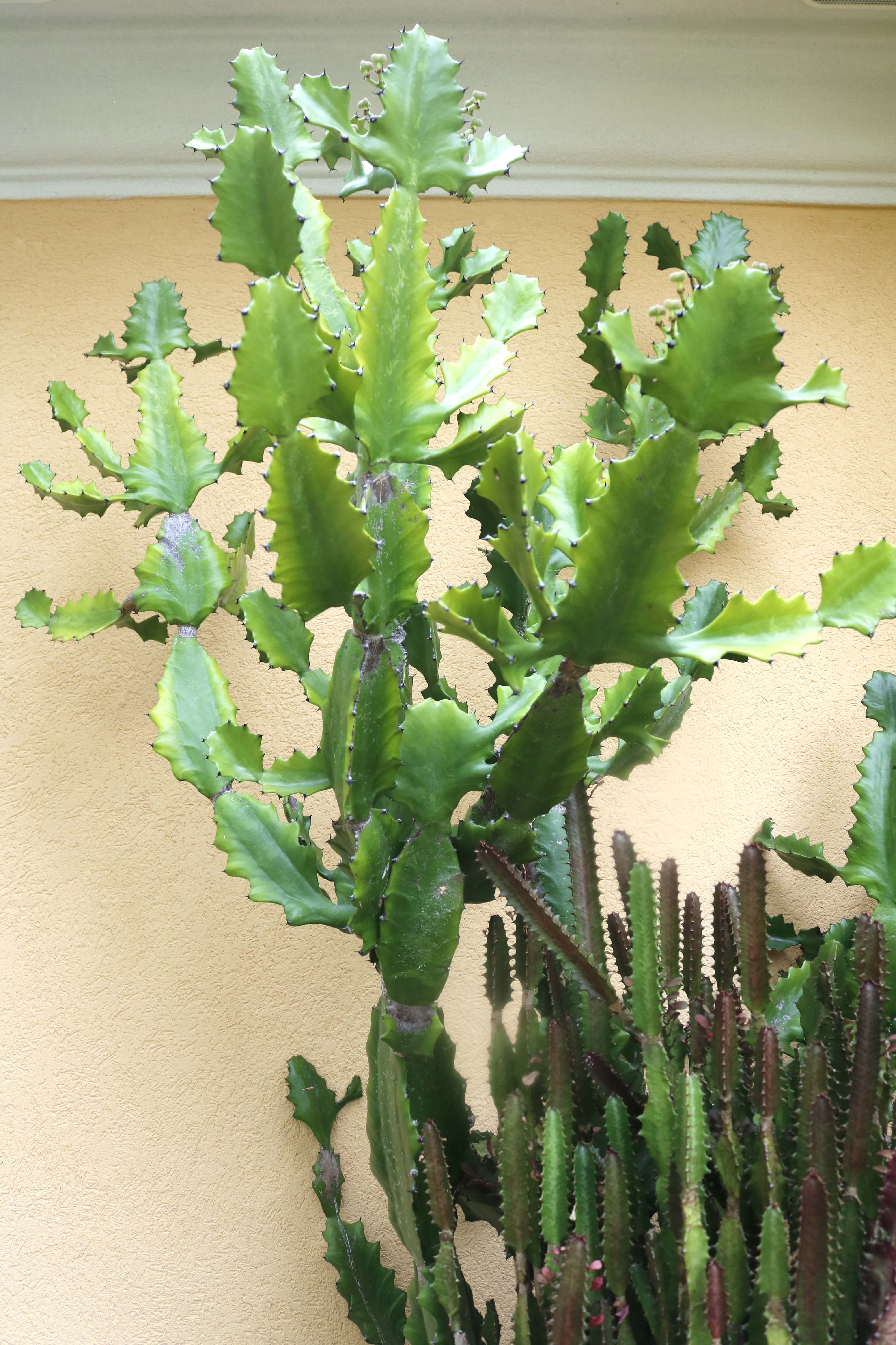 Duo of Live Potted Cactus