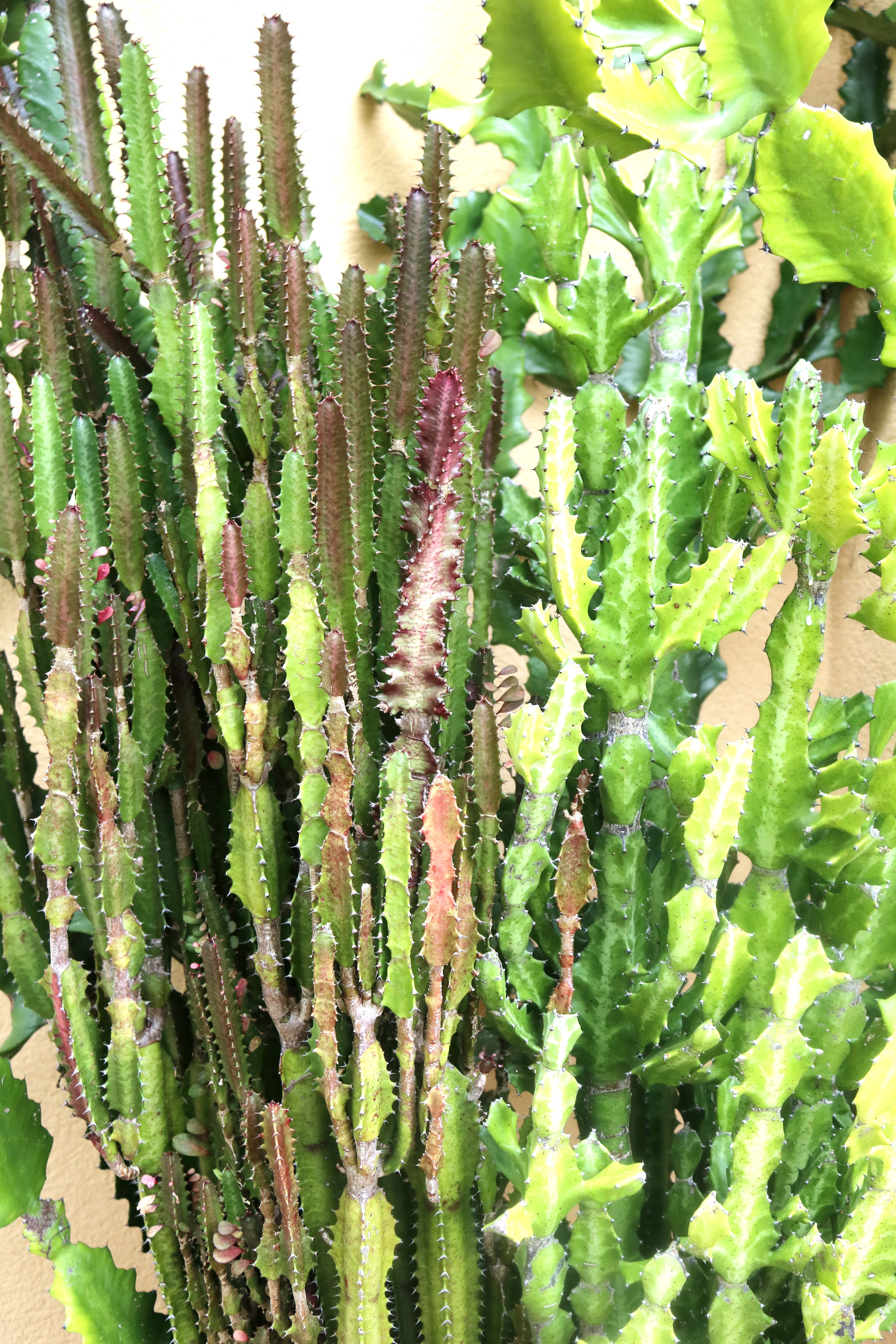 Duo of Live Potted Cactus
