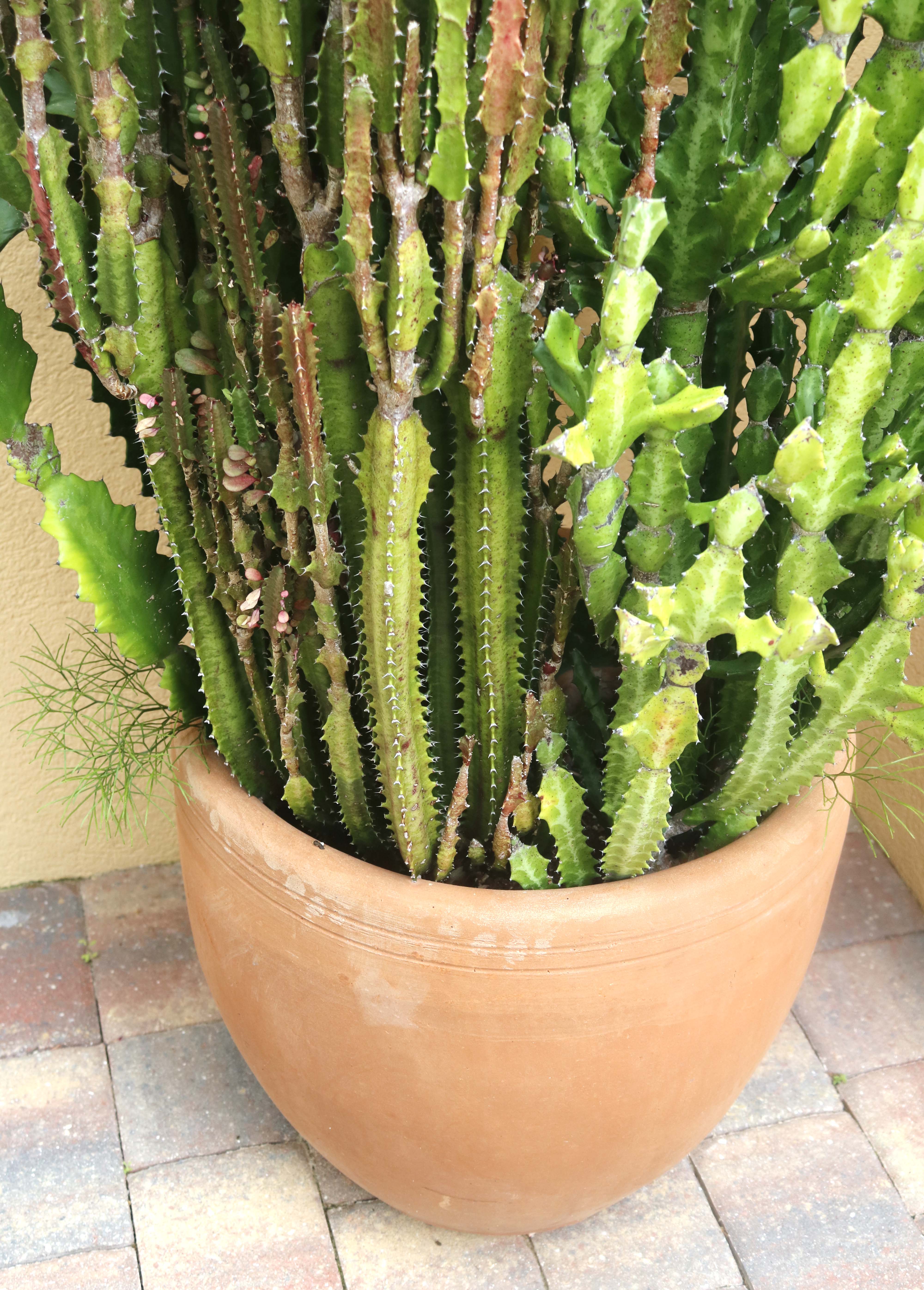 Duo of Live Potted Cactus