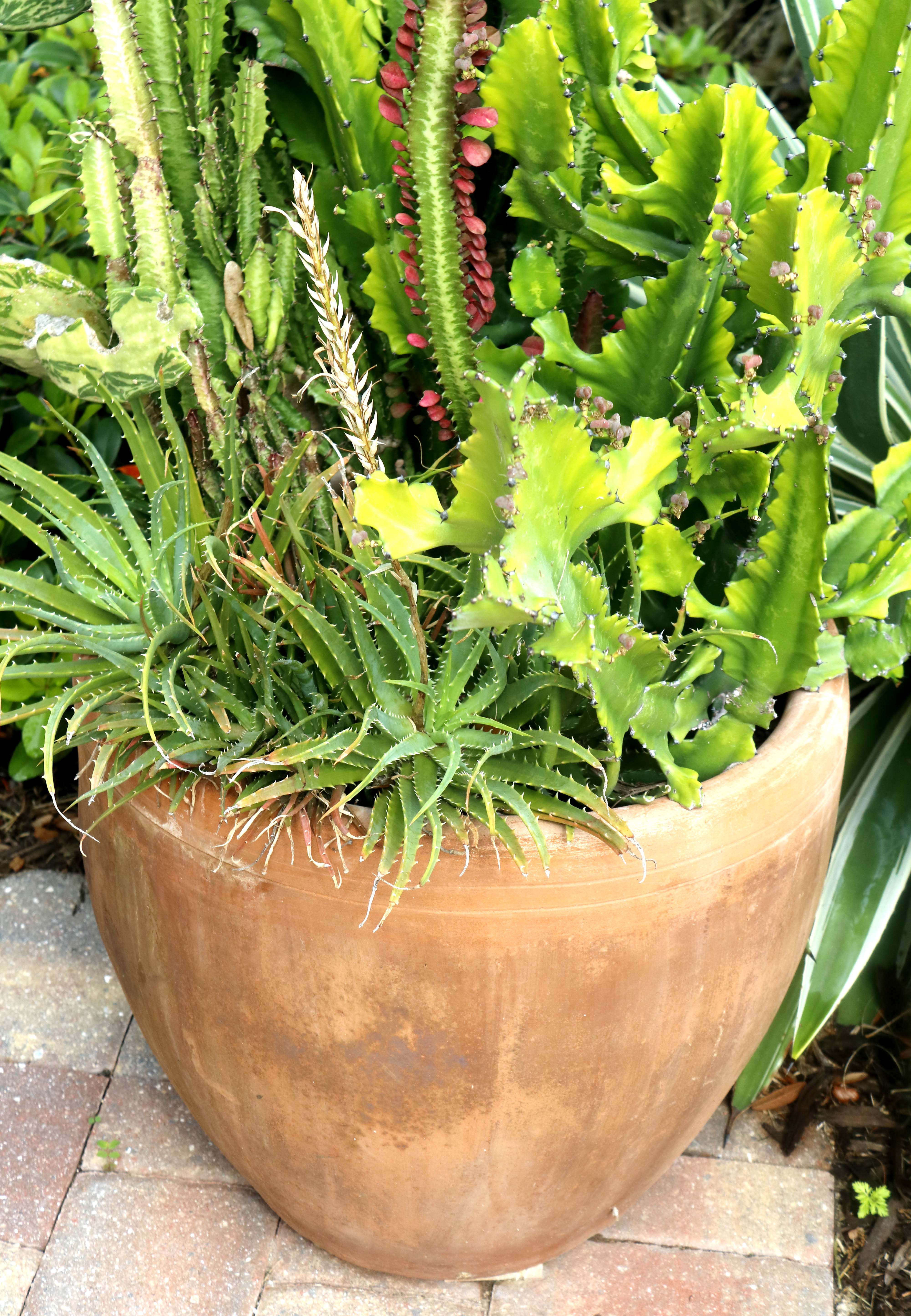 Duo of Live Potted Cactus
