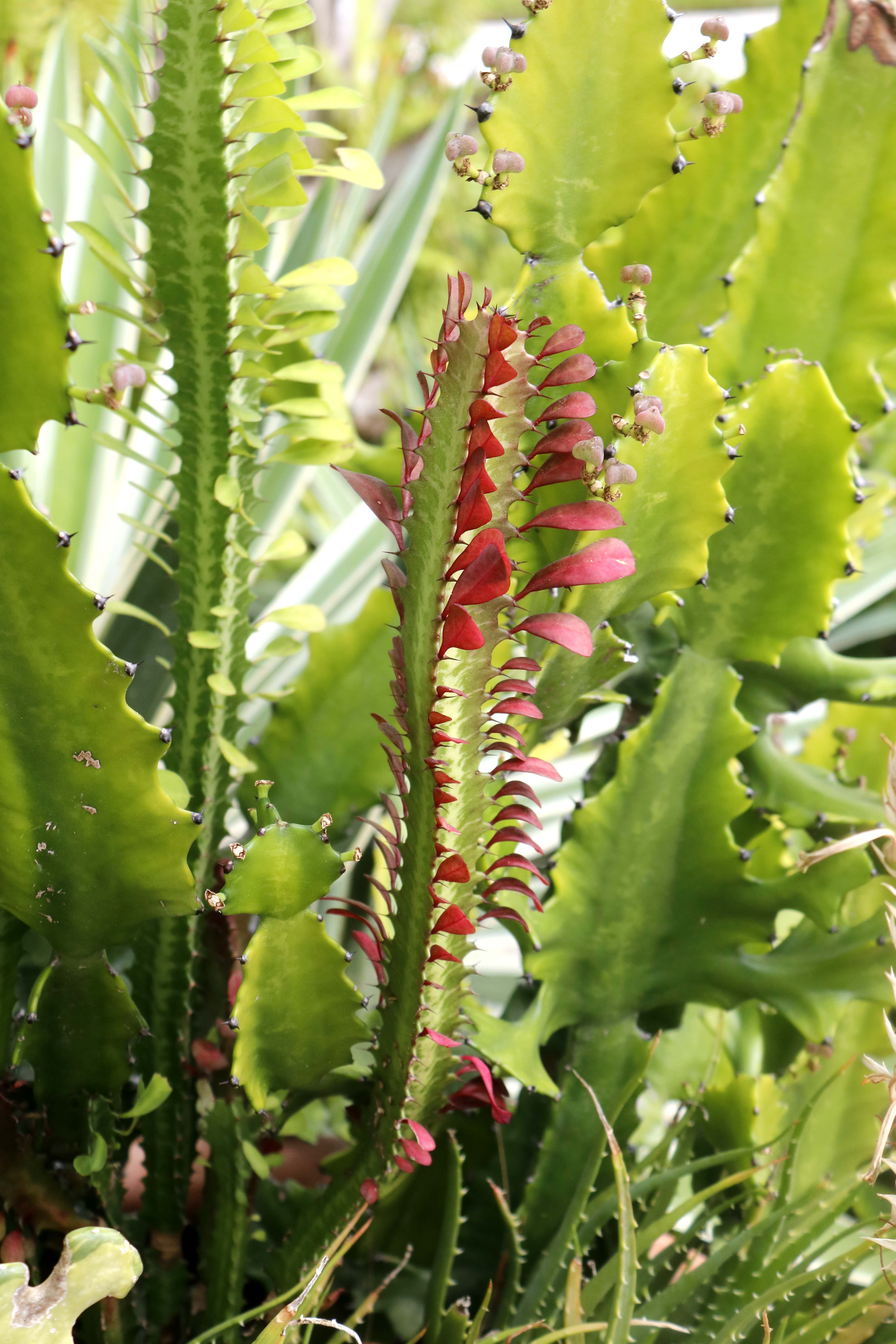 Duo of Live Potted Cactus