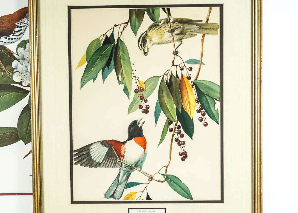 Avian Wildlife Prints Including Signed Ray Harm