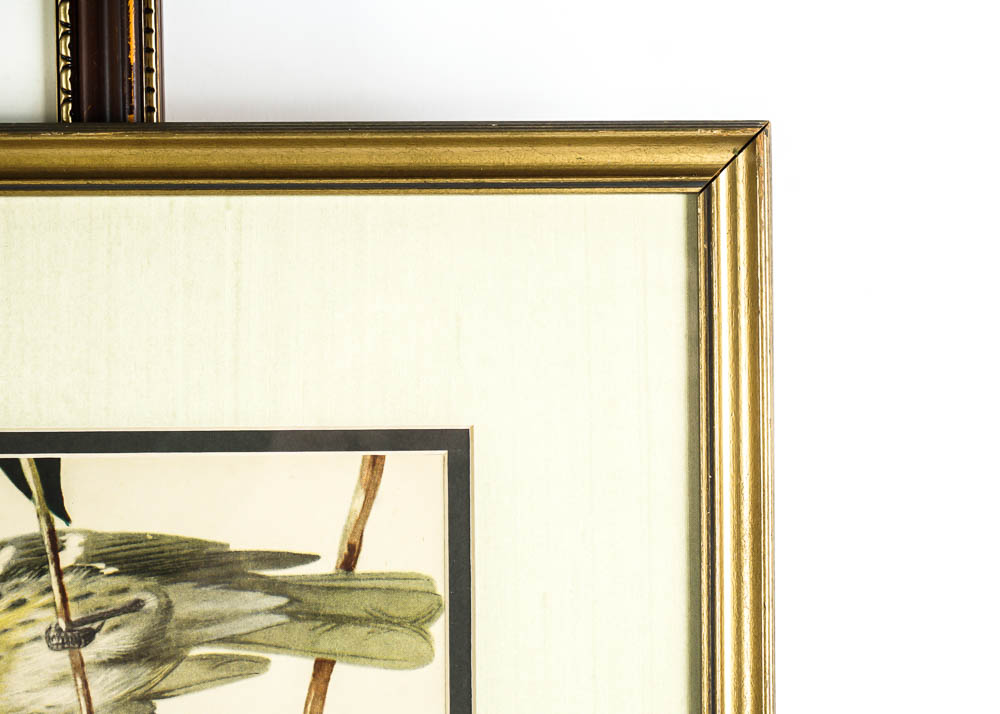 Avian Wildlife Prints Including Signed Ray Harm