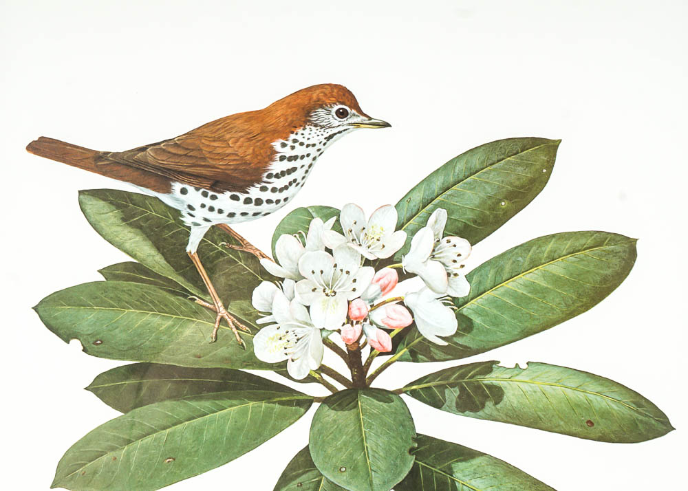 Avian Wildlife Prints Including Signed Ray Harm