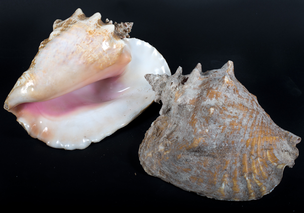 Shells and Beach Decor in Sea Grass Basket