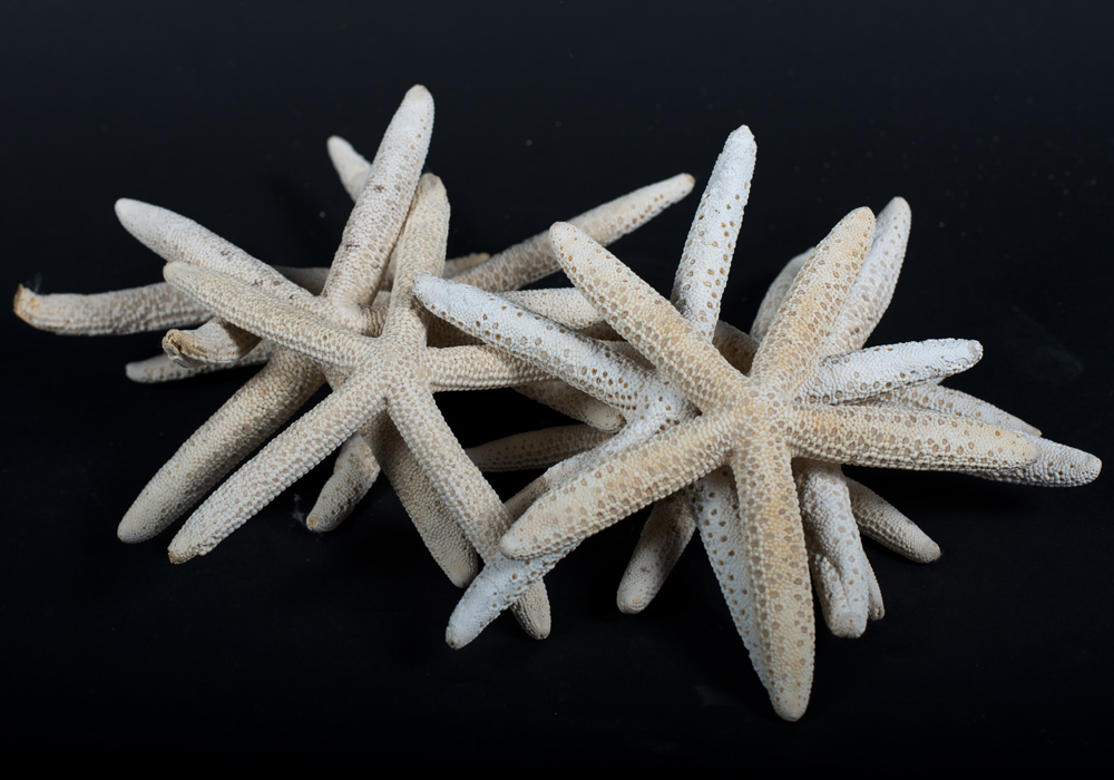 Shells and Beach Decor in Sea Grass Basket