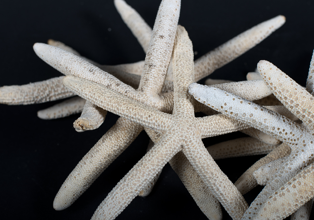 Shells and Beach Decor in Sea Grass Basket