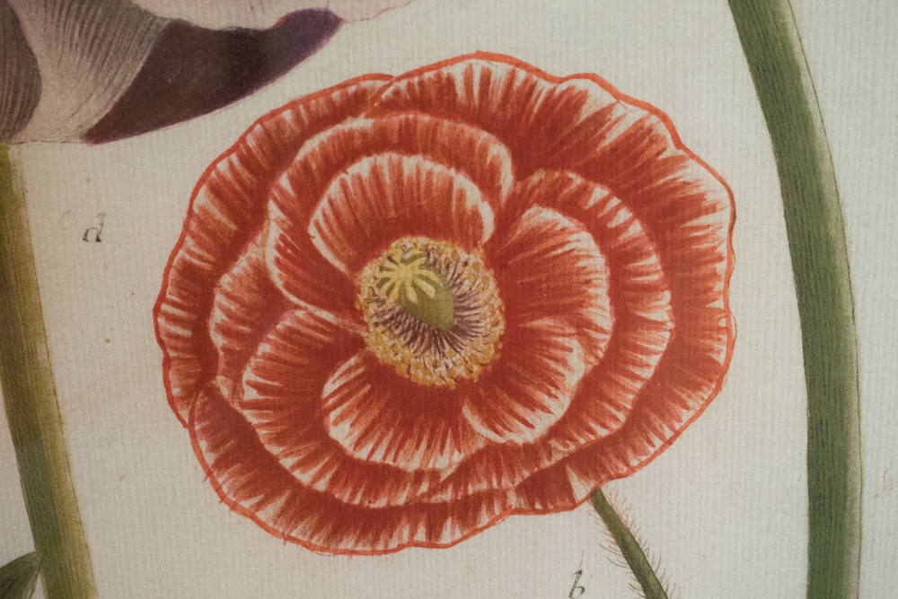 Pair of Soicher-Marin Floral Prints