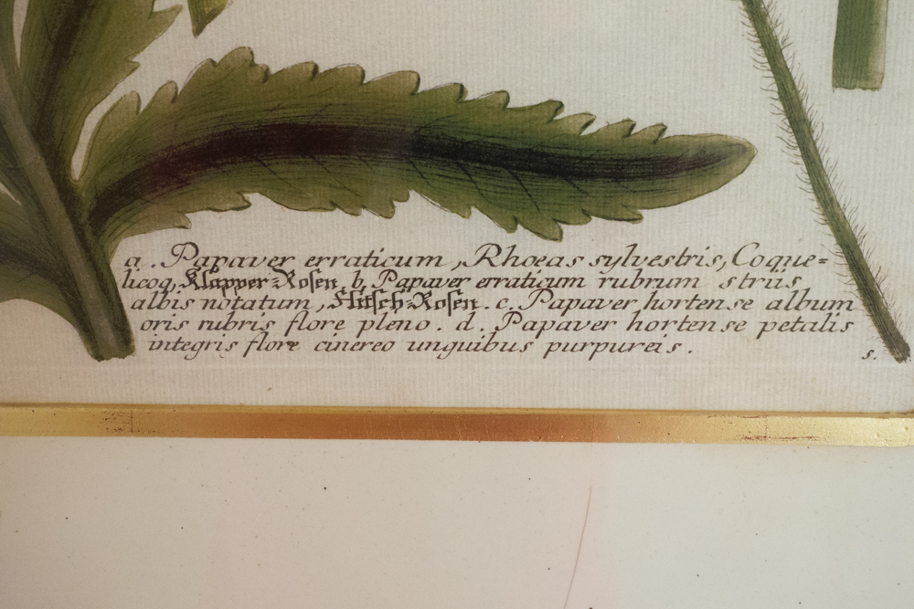 Pair of Soicher-Marin Floral Prints