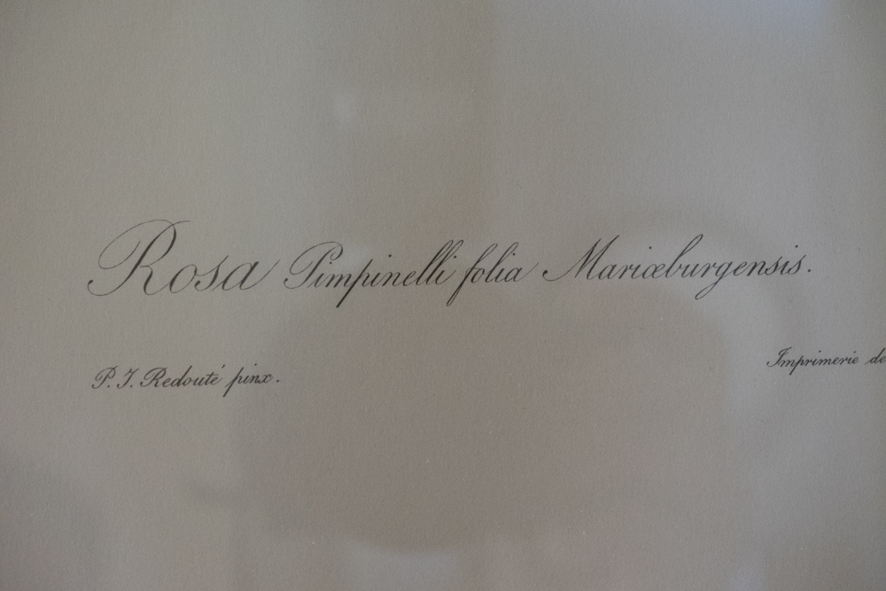 Pair of Floral Photo Offset Lithographs