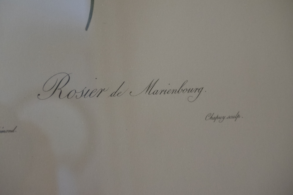 Pair of Floral Photo Offset Lithographs