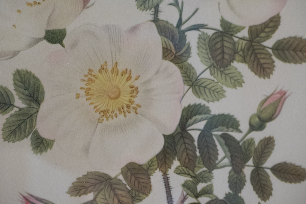 Pair of Floral Photo Offset Lithographs