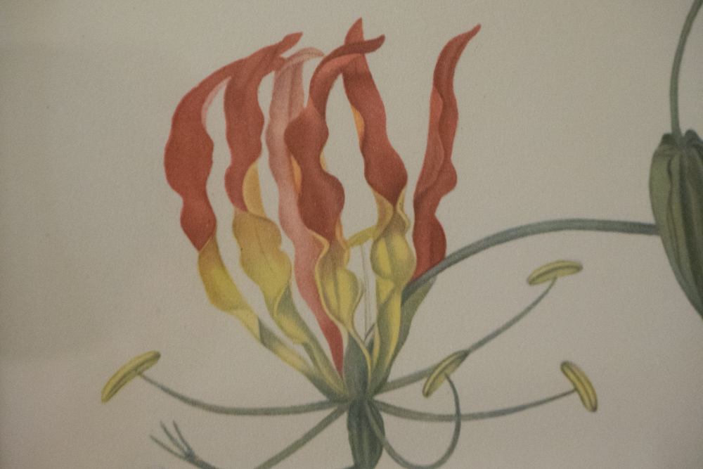 Pair of Floral Photo Offset Lithographs