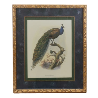 Joseph Wolf Offset Lithograph "Pavo Cristatus" Joseph Wolf Offset Lithograph "Pavo Cristatus"