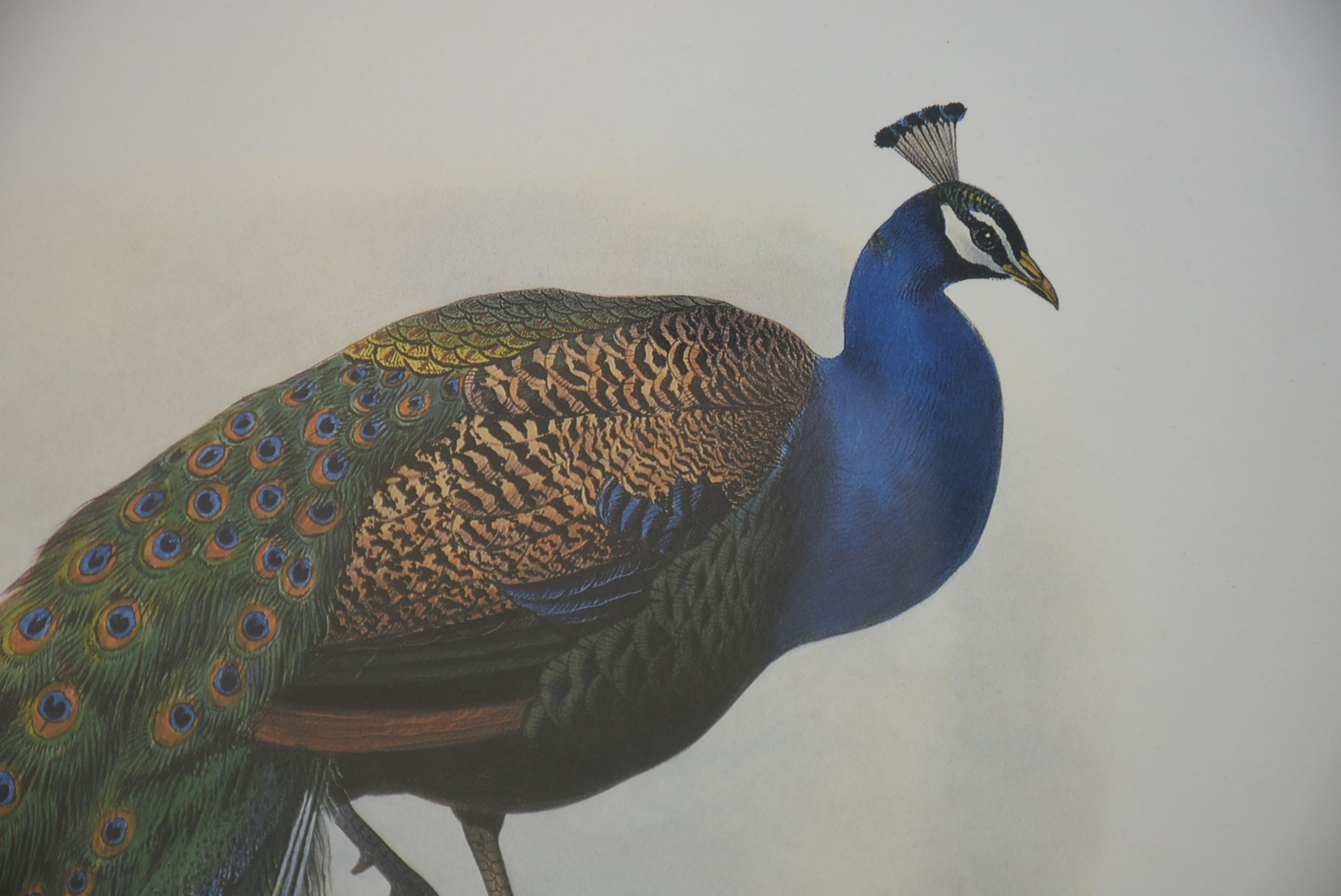 Joseph Wolf Offset Lithograph "Pavo Cristatus"