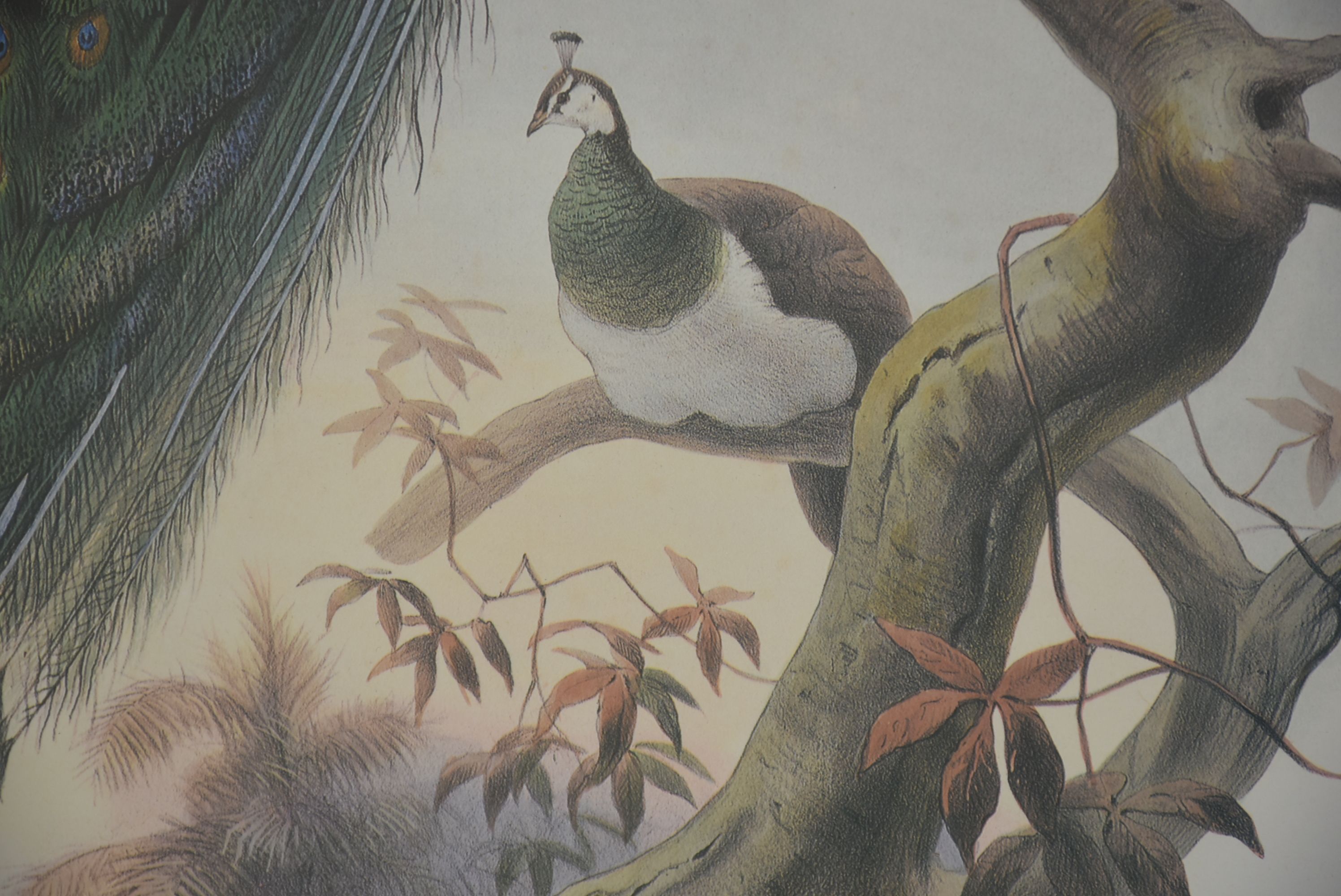 Joseph Wolf Offset Lithograph "Pavo Cristatus"