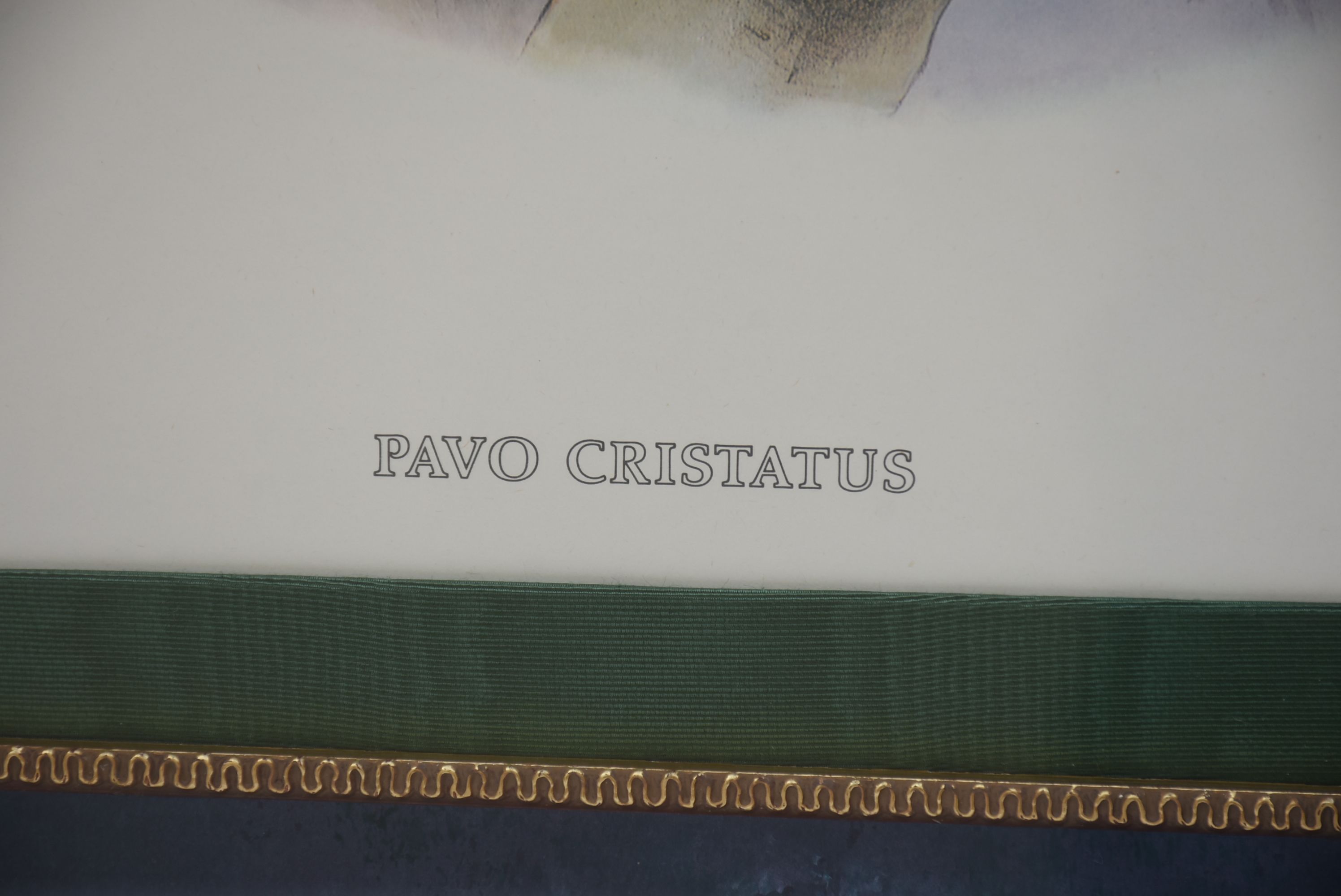 Joseph Wolf Offset Lithograph "Pavo Cristatus"