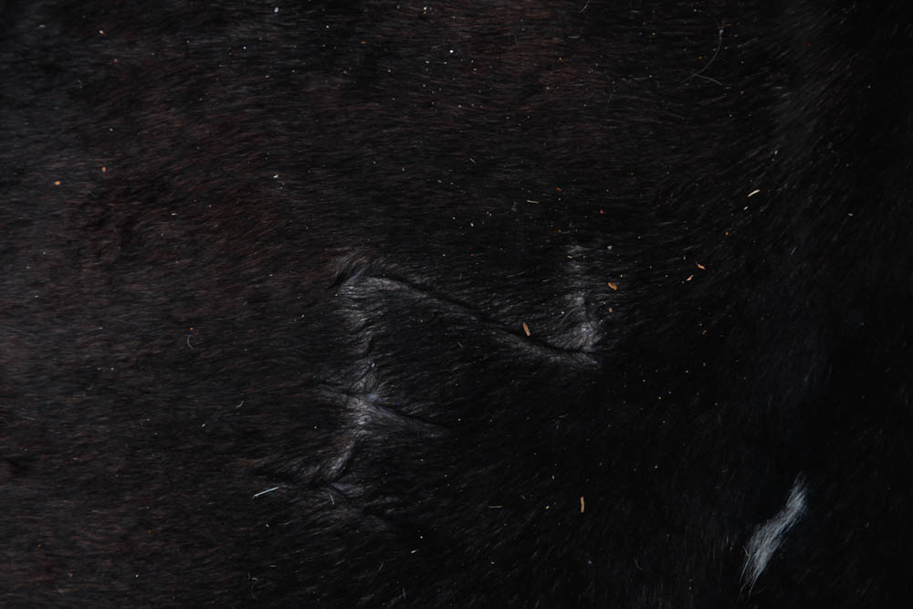 Koldby Cow Hide Rug From Ikea