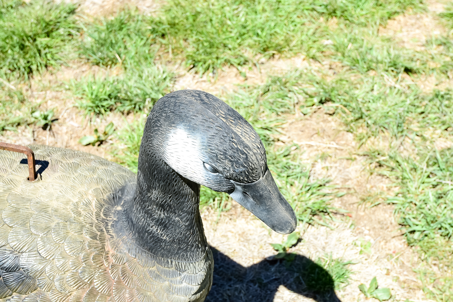 Goose Decoy Cleanout