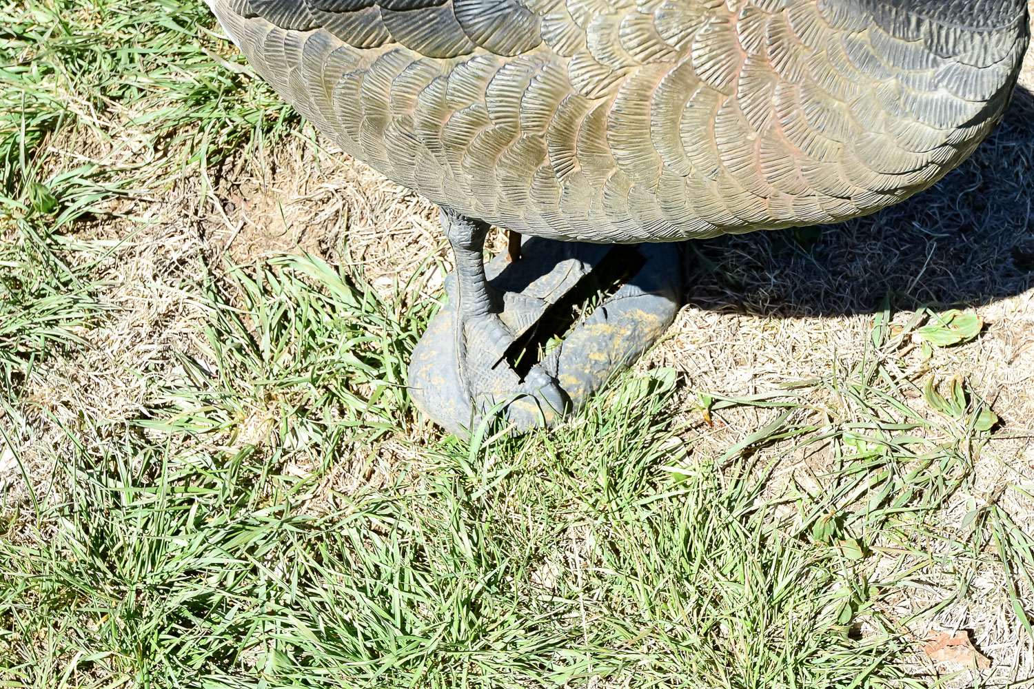 Goose Decoy Cleanout