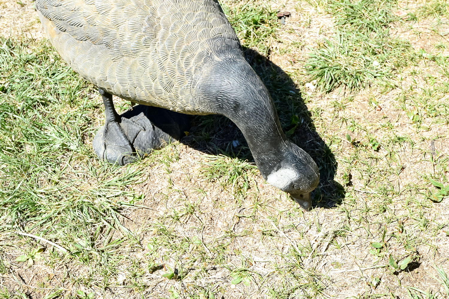 Goose Decoy Cleanout