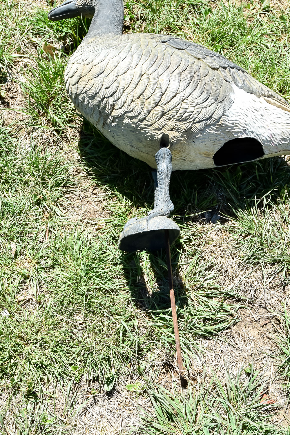 Goose Decoy Cleanout
