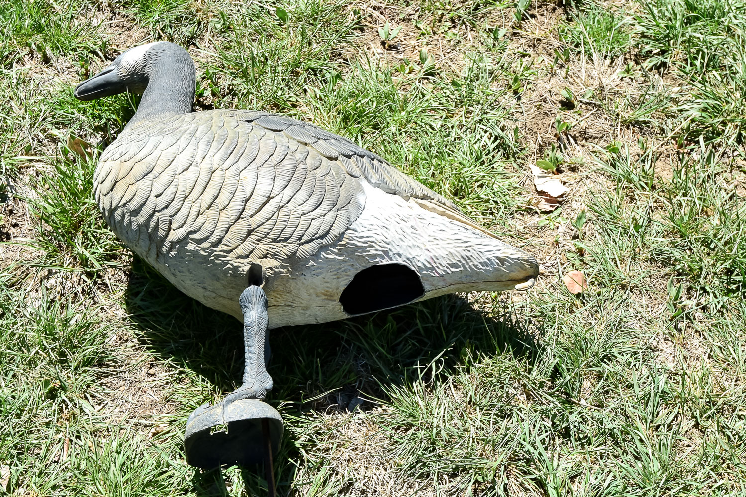 Goose Decoy Cleanout