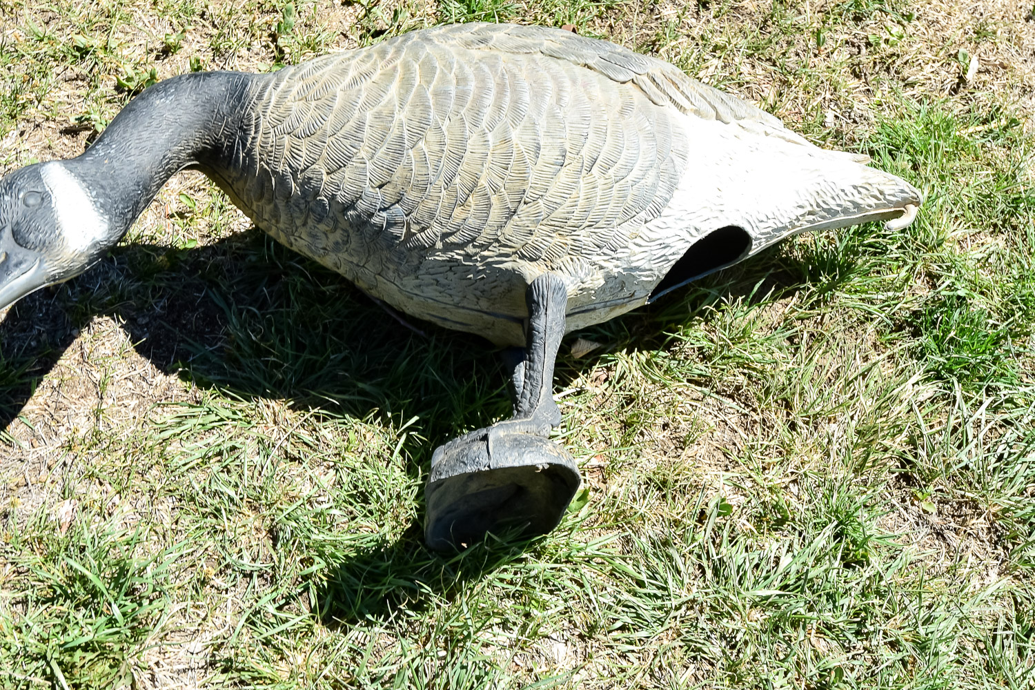 Goose Decoy Cleanout