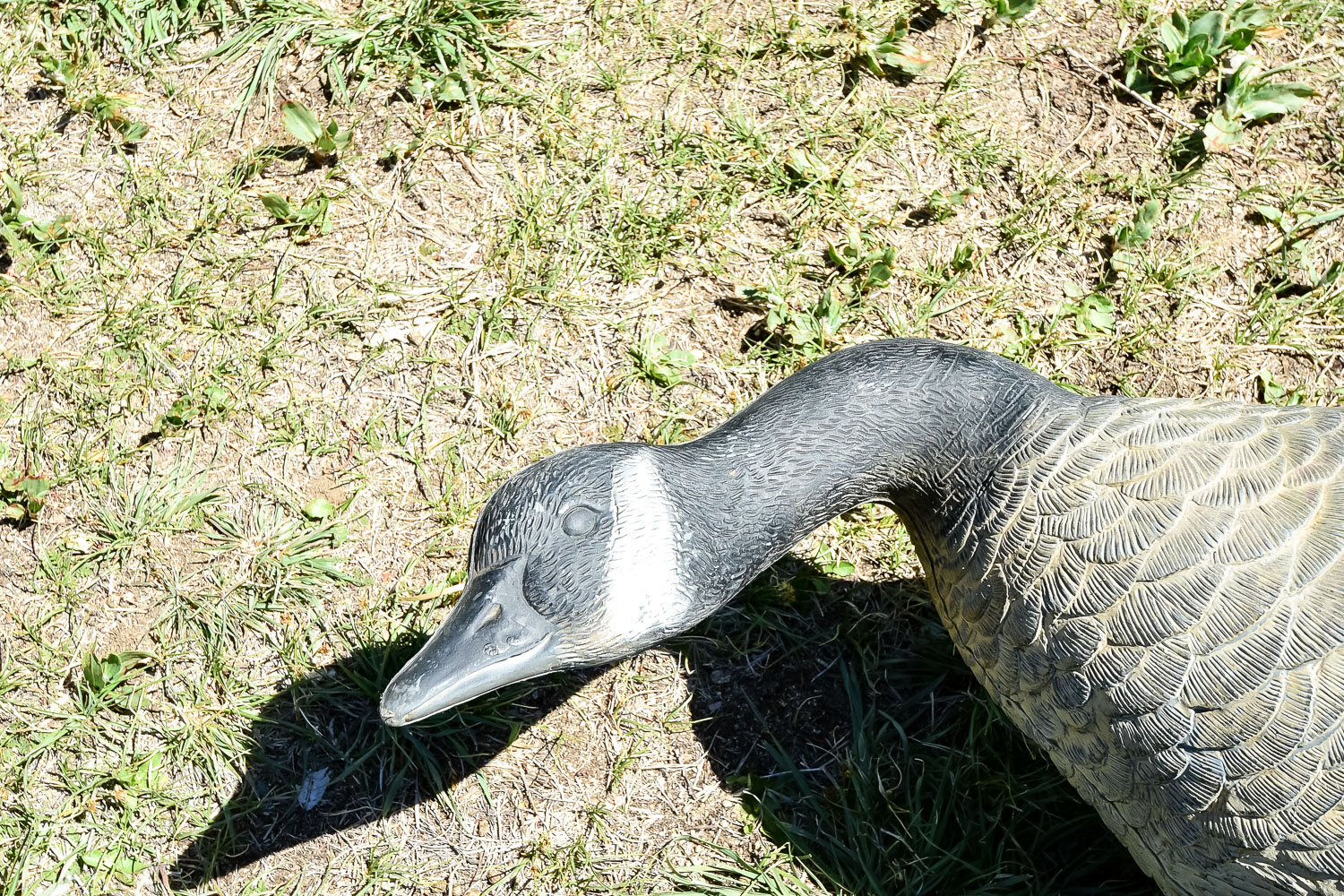 Goose Decoy Cleanout