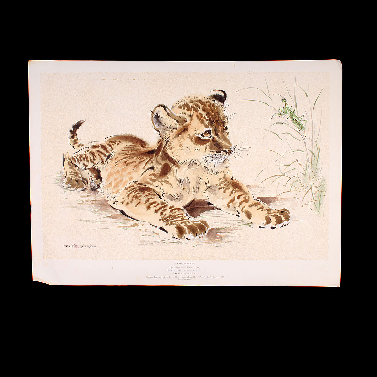 Lithograph Reproduction Print of Ralph Thompson Lion Cub Watching Praying Mantis