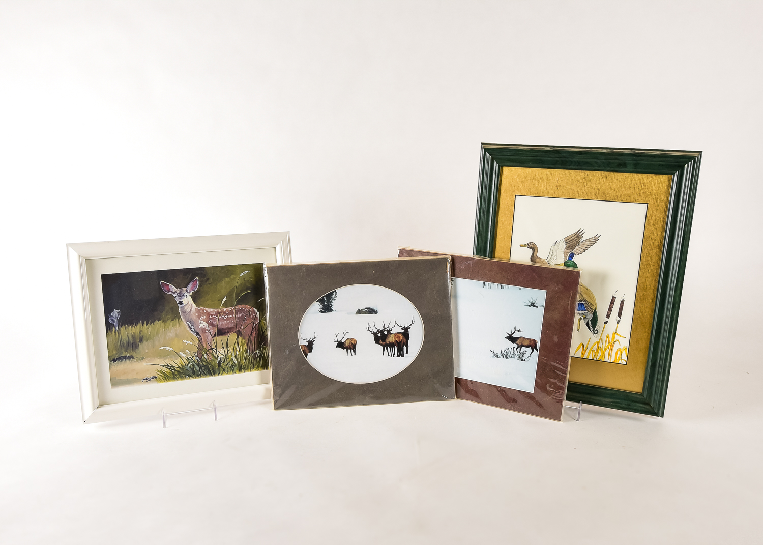 Wildlife Art Collection