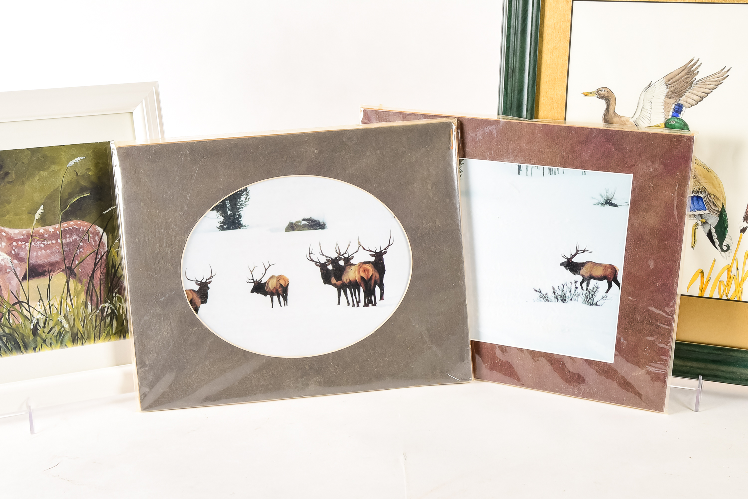 Wildlife Art Collection