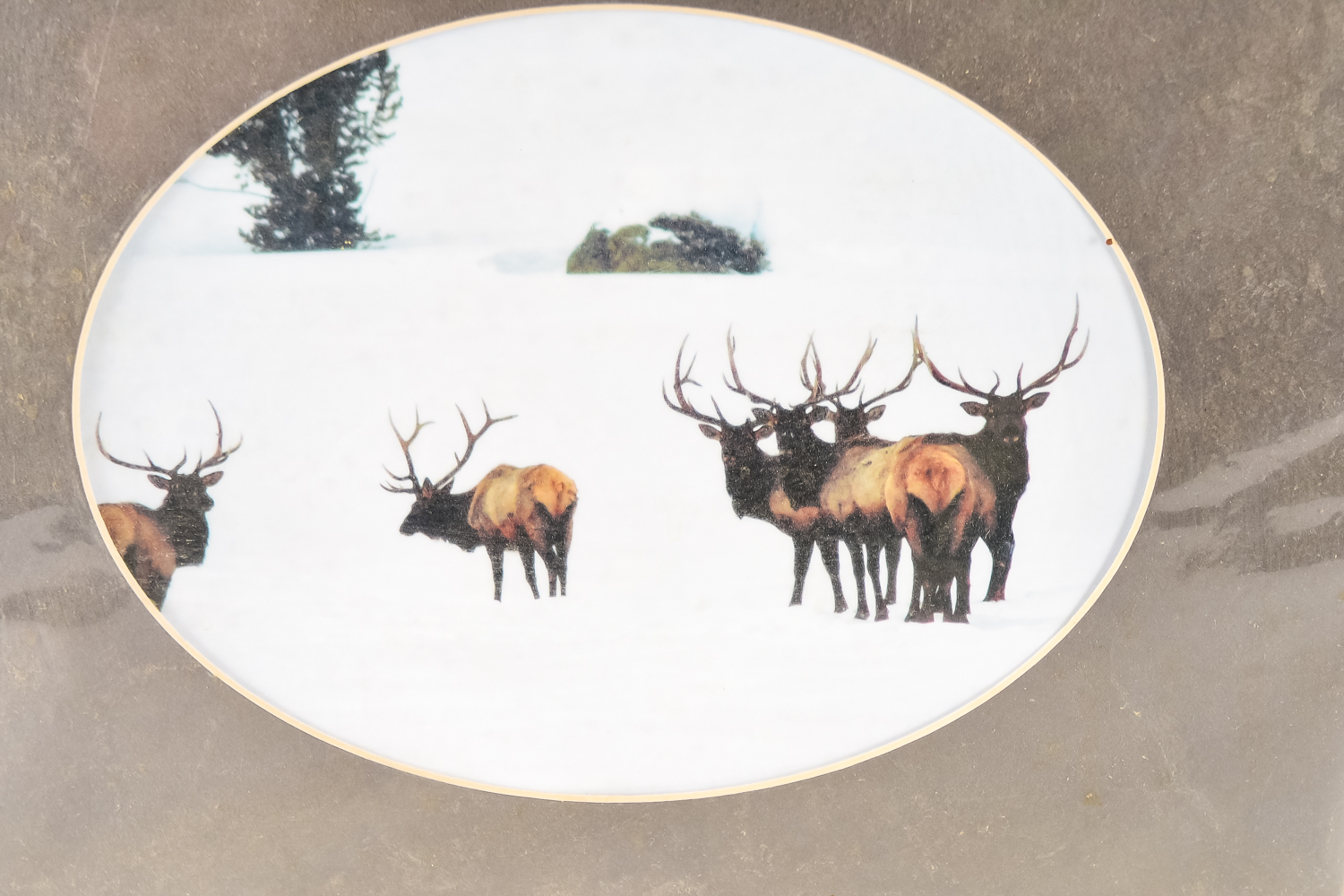 Wildlife Art Collection