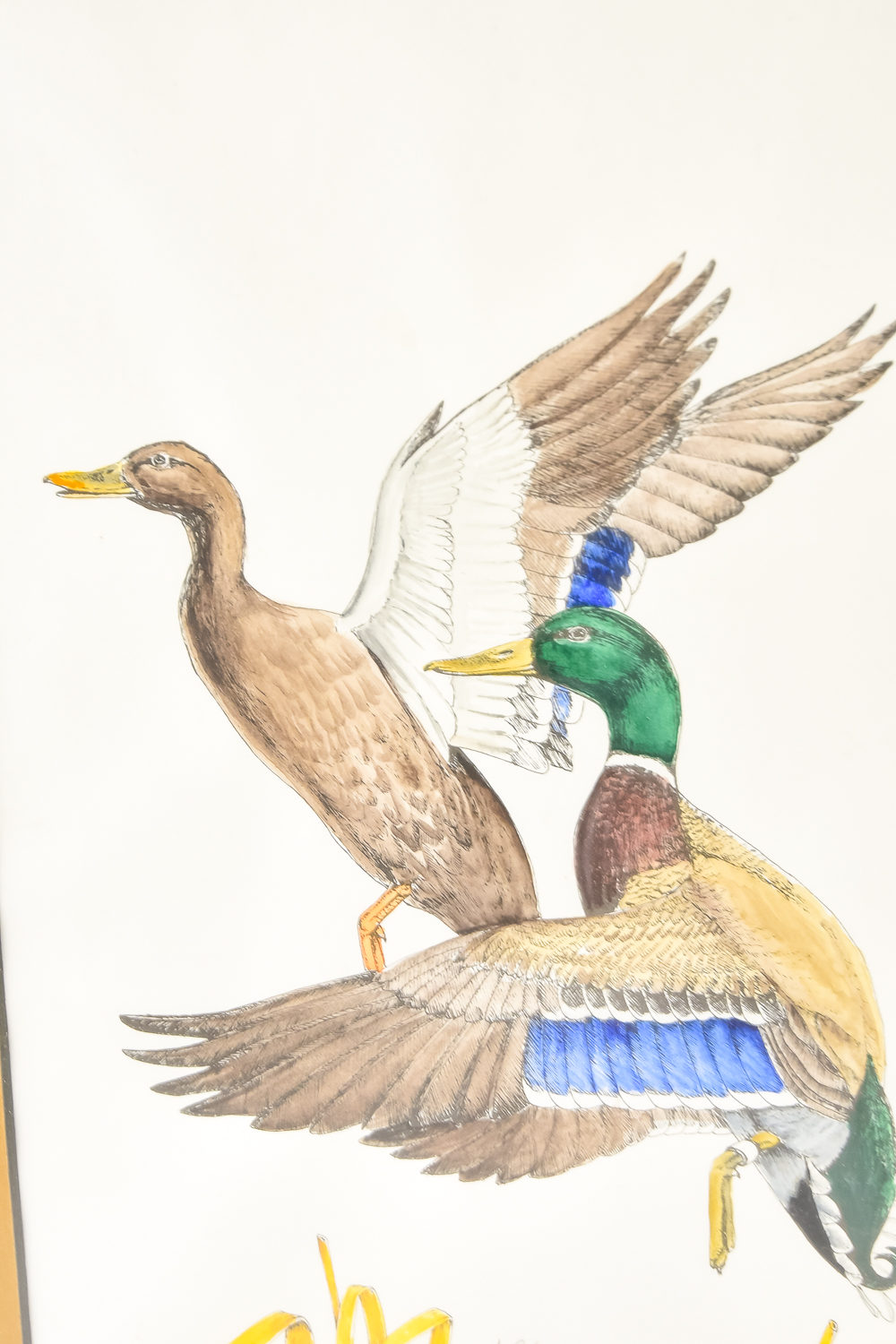 Wildlife Art Collection