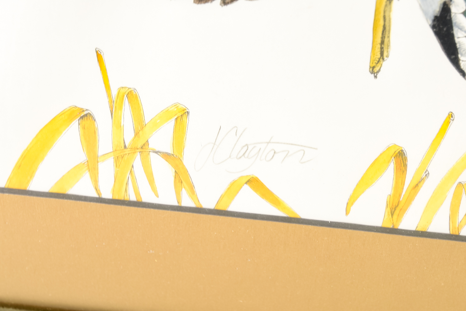 Wildlife Art Collection