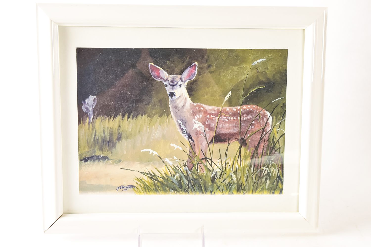 Wildlife Art Collection